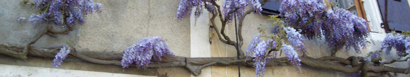 glycine