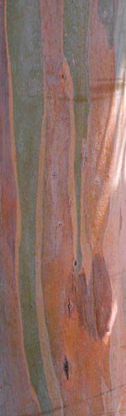 eucalyptus
